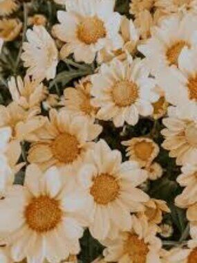 Meet your Posher, Sheridan